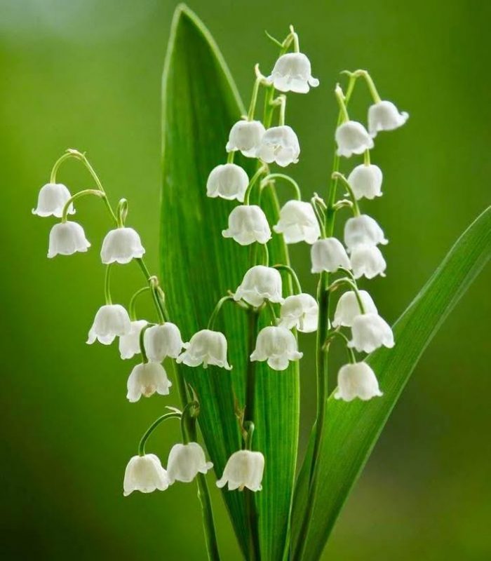 En ce 1er mai, nous vous envoyons un brin de muguet virtuel, symbole de bonheur et de chance. #1ermai